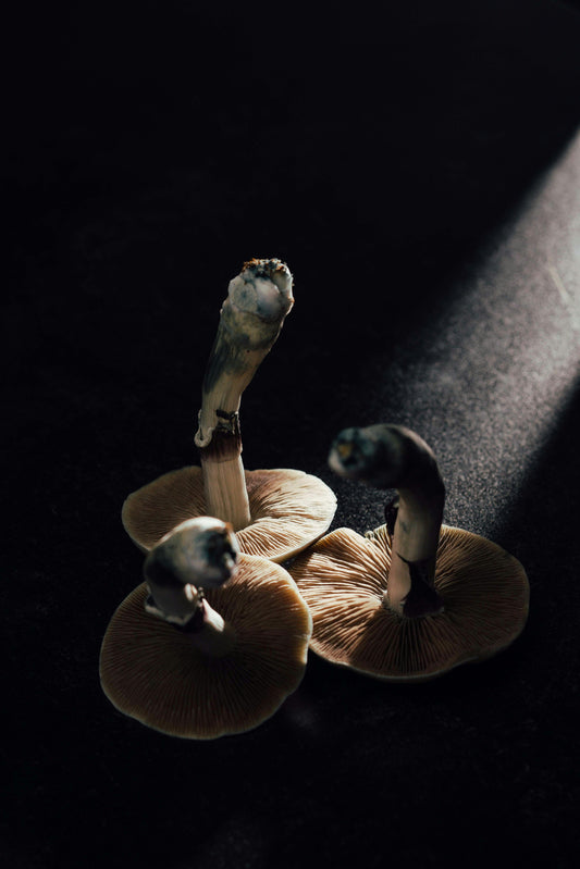 how to microdose psilocybin