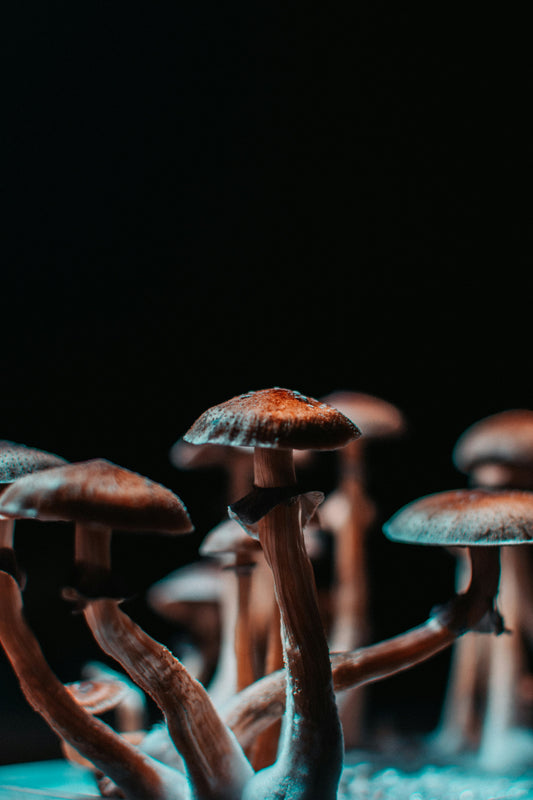 psilocybin microdosing benefits