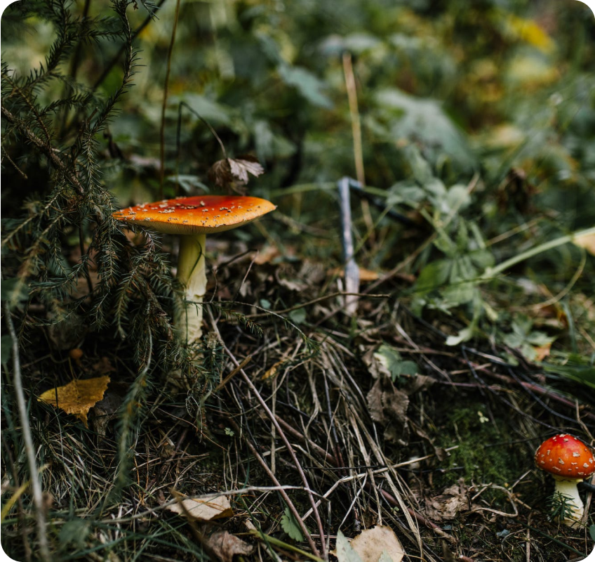 The Microdose Journal